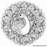 Peacock Coloring Pages  Free & Printable sketch template