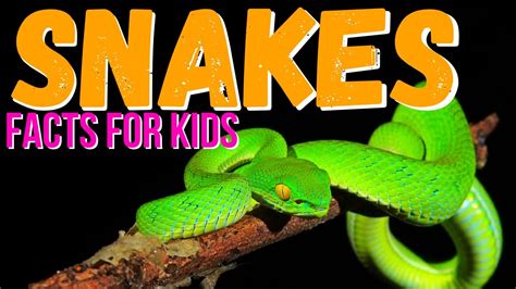 Snake Facts for Kids | What Is A Snake - YouTube