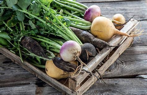 Turnip Varieties: Choose The Taste And Color - Best Landscape Ideas