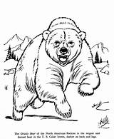 Animal Drawings Coloring Pages  Grizzly Bear animal Identification sketch template