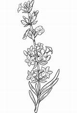 Ausmalbild Lavendel  Ausmalbilder Kostenlos Zum Ausdrucken sketch template
