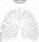Lungs and Bronchi Anatomy Structure Black And White Illustration  sketch template