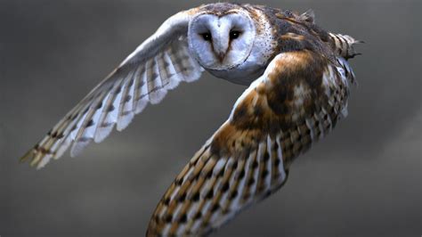 Owl Flying Wallpaper (66+ images)