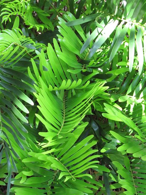 Zamia integrifolia (Coontie, Florida Arrowroot) | North Carolina Extension Gardener Plant Toolbox