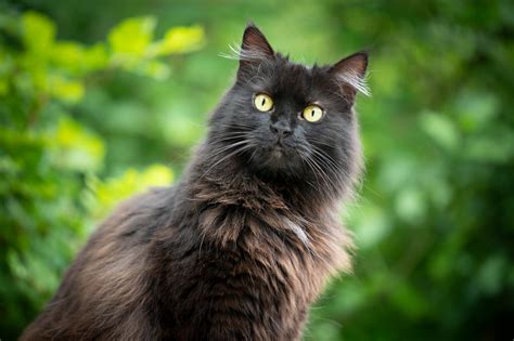 12 Cat Breeds with Beautiful Long Hair Long Hair Cat Breeds, Black Cat Breeds, Fluffy Black Cat ...