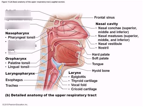 Posterior Nasal Aperture