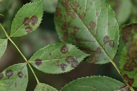 How to Identify and Manage Black Spot on Roses