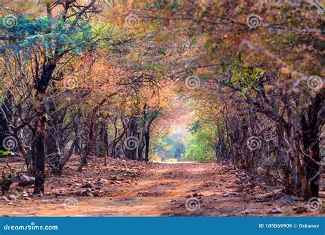 Landscape of Ranthambore, India. Road and Forest Stock Image - Image of ...