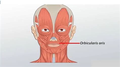 Orbicularis Oris: Origin, Insertion, Blood Supply, Function