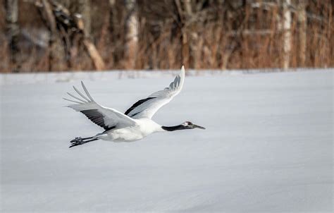 Red Crowned Crane Flying Hokkaido Japan Photograph by Joan Carroll - Pixels