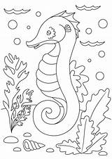 Seahorse Printable Coloring Pages sketch template