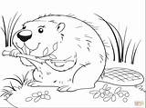 Beaver coloring Page  Free Printable Coloring Pages sketch template