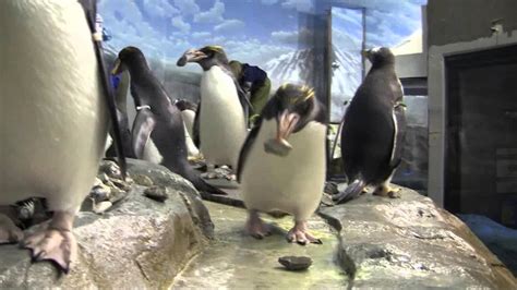 Penguins Get Their Nesting Rocks at the Tennessee Aquarium - YouTube