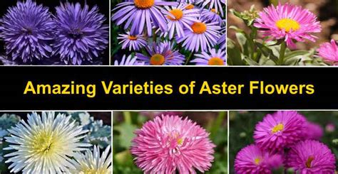 The Different Types of Aster (Photos)