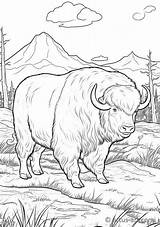 Musk ox Coloring Page » Free Download Artus Art sketch template