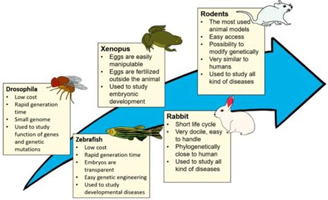 7 Examples of Multicellular Organisms as Research Models in Biotechnology – StudiousGuy