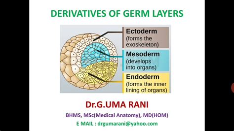 DERIVATIVES OF GERM LAYERS :EMBRYOLOGY - YouTube