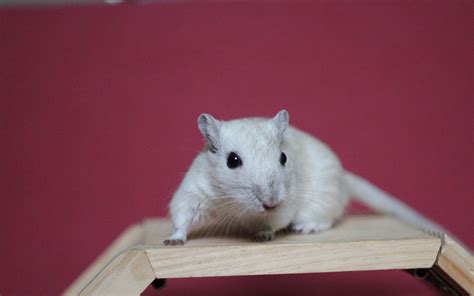 All You Need to Know About the White Gerbil | PetsFoto