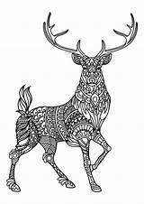Fawn Coloring Page sketch template
