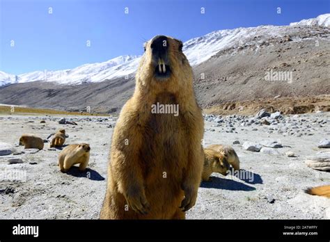 Himalayan marmot (Marmota himalayana). Chantang Wildlife Sanctuary ...