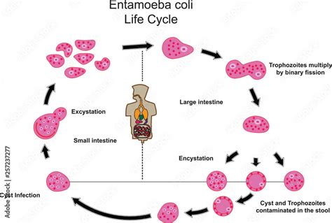 Entamoeba Coli Life Cycle Cdc | Sexiz Pix