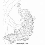 Peacock Coloring Pages  Free Printable PDF Sheets sketch template