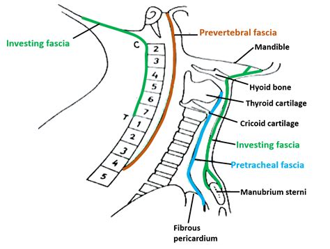 Deep Cervical Fascia – Anatomy QA