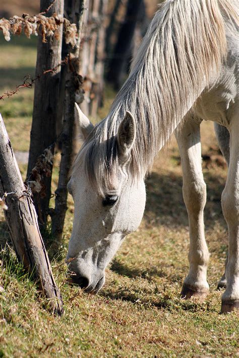 Horse Grazing by a Fence Photograph by Robert Hamm - Fine Art America