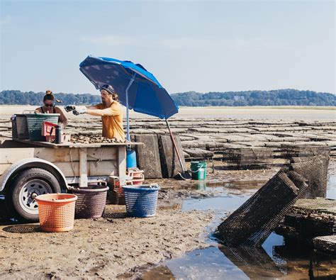 Wellfleet Oysters from Wellfleet, MA - Island Creek Oysters | Buy Oysters Online | Buy Caviar Online