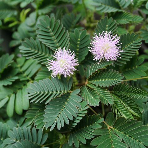 Mimosa Pudica Flower Parts | Best Flower Site