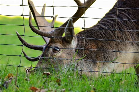 DEER FENCE DIY GUIDE: HOW TO INSTALL A DEER FENCE AND KEEP WILDLIFE OUT OF THE GARDEN OR YOUR ...