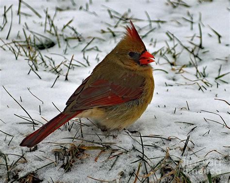 Female Northern Cardinal In The Snow Photograph by Cindy Treger