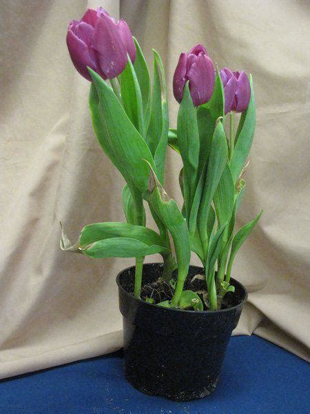 IN THE GARDEN: Potted tulip care | Lifestyles | stwnewspress.com