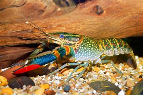 38 best images about Australian Red Claw Crayfish on Pinterest ...