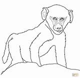 Baby Baboon coloring page  Free Printable Coloring Pages sketch template