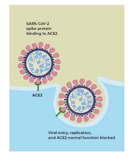 What is the ACE2 receptor, how is it connected to coronavirus and why might it be key to ...