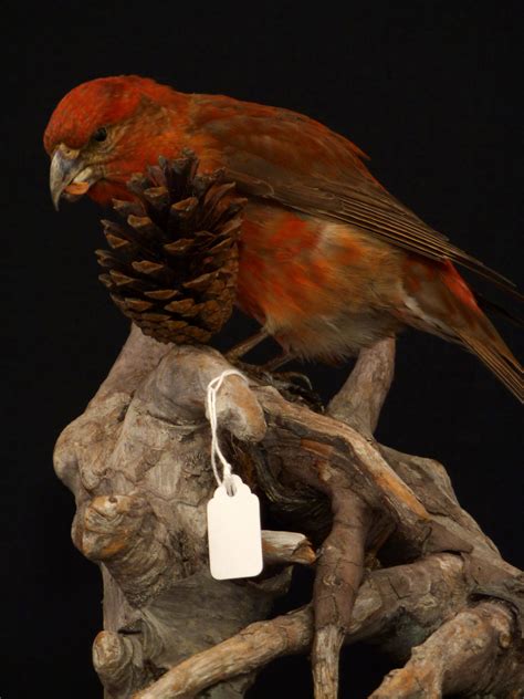 Crossbill 8628 - UK Bird Small Mammal Taxidermist Mike Gadd