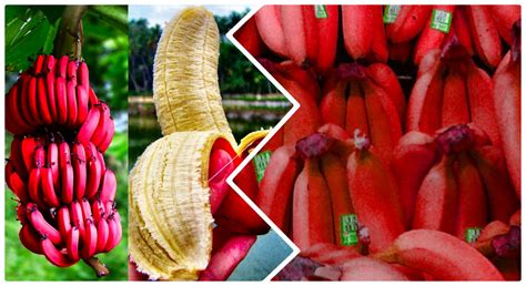 You Need To Try Red Bananas! Here's Why!