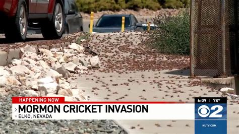 A Nevada Town Has Been Overrun By 'Mormon Crickets' That Turn Streets ...