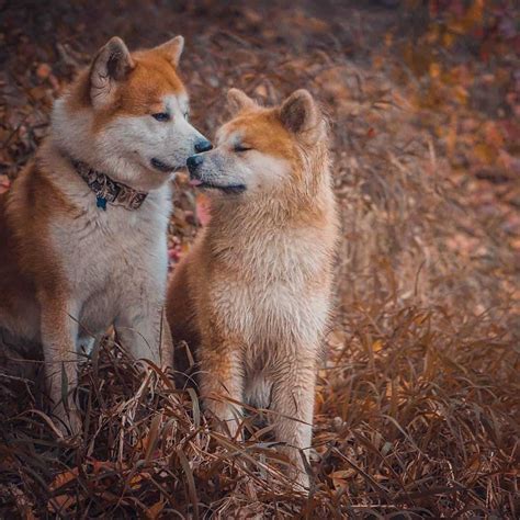 Akita Colors: The Rainbow Of Choices