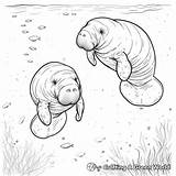 Manatee Coloring Pages  Free & Printable sketch template