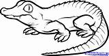 Baby Alligator Coloring Pages sketch template