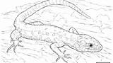 Leopard Gecko Coloring Pages At GetDrawings  Free Download sketch template