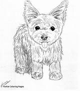 Teacup Yorkie Coloring Pages sketch template