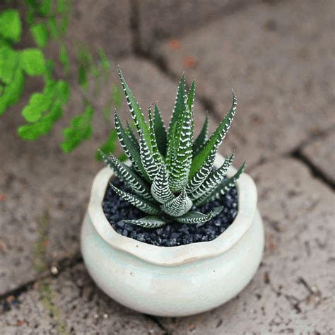 Haworthia Fasciata | Planting succulents, Types of succulents, Succulents