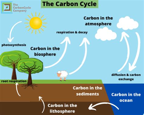 What is the Carbon Cycle? - The CarbonCycle Company