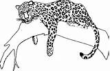 Easy Jaguar Drawing At GetDrawings  Free Download sketch template