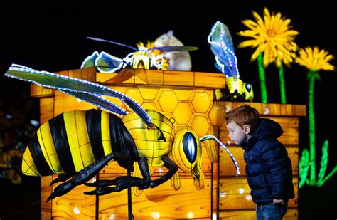 Wild Lights to showcase ‘The Magic of Life’ at Dublin Zoo this winter ...