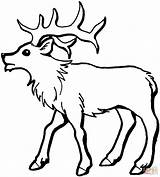 Young Elk coloring page  Free Printable Coloring Pages sketch template