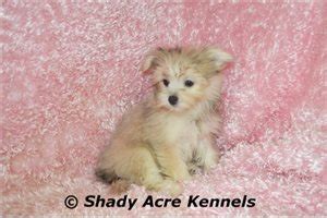 Malti Pom - Maltipom Puppies for Sale from Reputable Dog Breeders